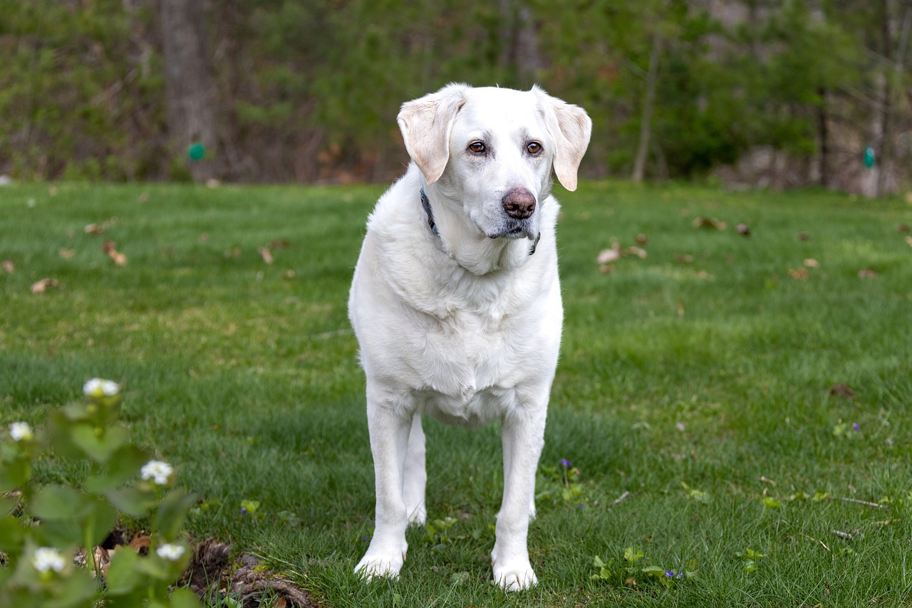 The Friendly Nature of Labrador Retrievers